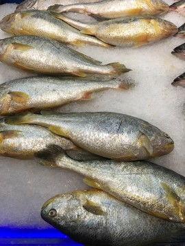 小姐鱼图片,深海奇遇记